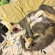 Sashi joined the competition — help win amazing prizes! bed, bedroom, blanket, cat, charger, cozy, domestic_cat, floral_bedspread, fur, indoor, nightstand, paw, pet, pillow, plush_toy, relaxed, sleepy, stretching, tail, yawning_cat