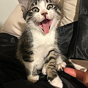 Bob is registered to the contest to win money with this photo: kitten, cat, paw, tongue, playful, pet, animal, feline, fur, whiskers, indoor, black_fabric, finger, cute, young, sitting, expression, closeup, domestic_cat, tabby