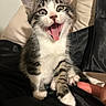 kitten, cat, paw, tongue, playful, pet, animal, feline, fur, whiskers, indoor, black_fabric, finger, cute, young, sitting, expression, closeup, domestic_cat, tabby