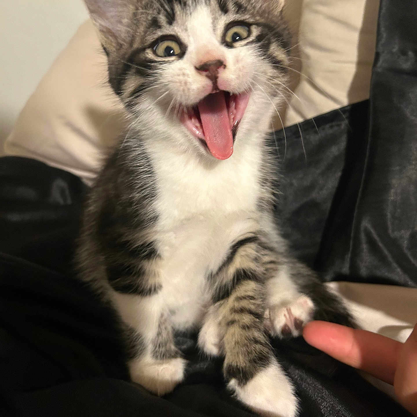 Bob