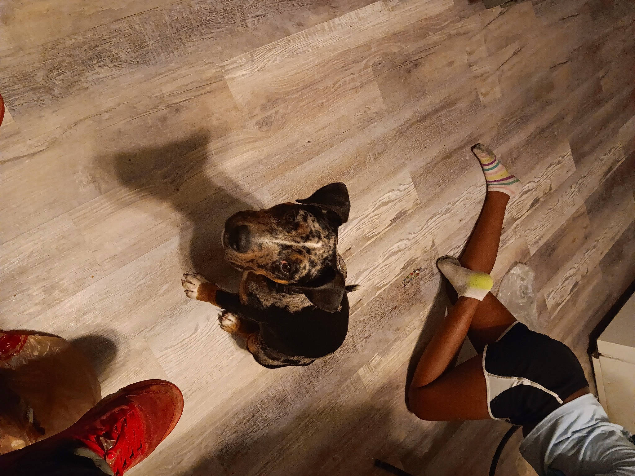 Doobie joined the competition — help win amazing prizes! carnivore, companion_dog, cool, dog, dog_breed, fawn, finger, floor, flooring, foot, fun, hardwood, human_leg, leisure, recreation, sitting, sneakers, tints_and_shades, wall, wood