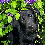 Kodak is registered to the contest to win money with this photo: black_dog, puppy, labrador, green_leaves, purple_flowers, garden, plants, nature, outdoor, young_dog, curious, head_tilt, wet_fur, flower_buds, foliage, close_up, animal, pet, spring, cute