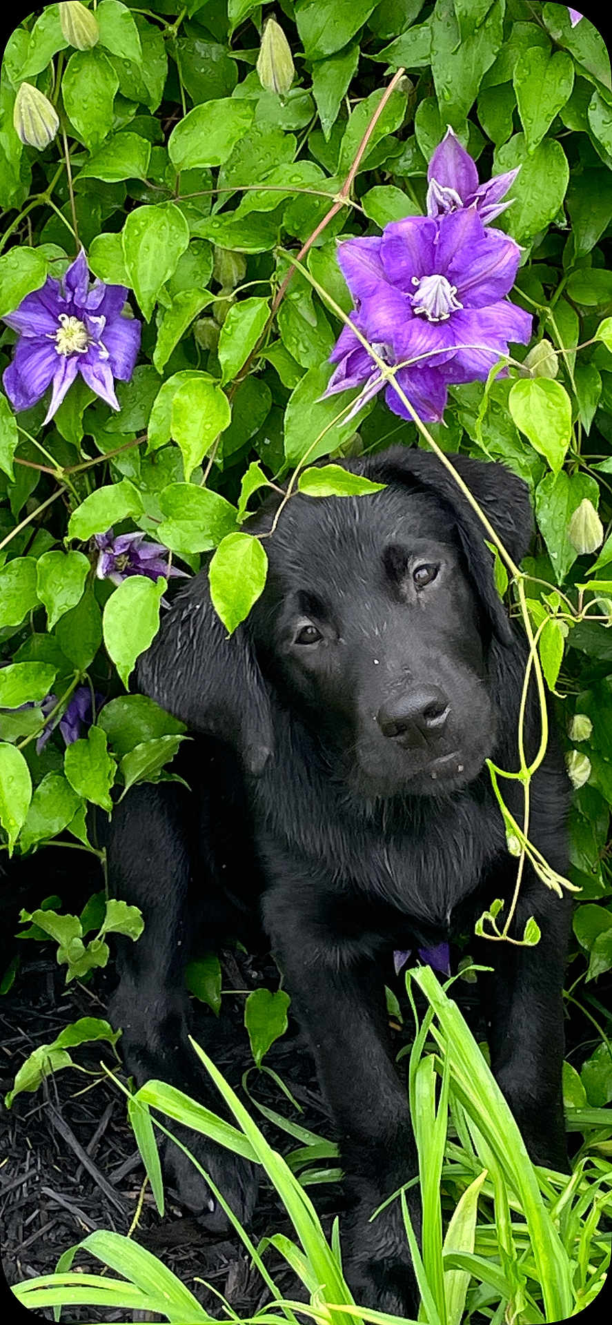 Kodak