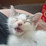 kitten, cat, sleepy, mouth_open, fur, whiskers, ears, person_arm, closeup, indoor, pet, cute, feline, resting, soft, young_animal, domestic, animal, comfort, cozy