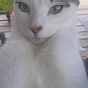 Pipsqueak is registered to the contest to win money with this photo: cat, close_up, white_fur, green_eyes, outdoor, wooden_deck, curious, pet, animal, feline, ears, whiskers, nose, fur, portrait, nature, daylight, background_blur, looking_at_camera, domestic_cat
