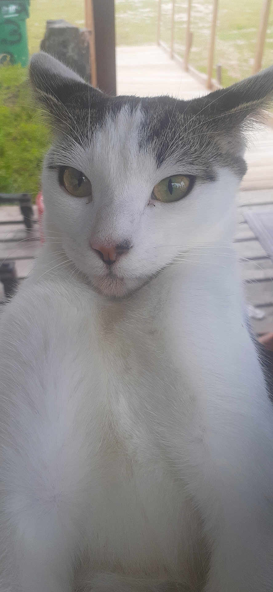 Pipsqueak is registered to the contest to win money with this photo: cat, close_up, white_fur, green_eyes, outdoor, wooden_deck, curious, pet, animal, feline, ears, whiskers, nose, fur, portrait, nature, daylight, background_blur, looking_at_camera, domestic_cat