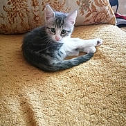 Câline participe au concours pour gagner de l'argent avec cette photo : kitten, cat, pet, indoor, blanket, couch, yellow, fur, whiskers, ears, eyes, cute, resting, animal, young, feline, home, cozy, texture, pillow