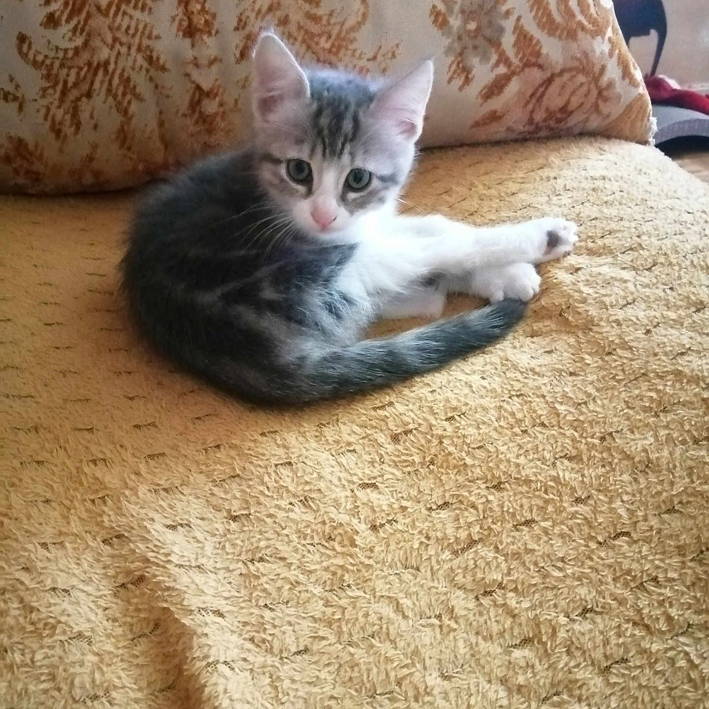 Câline participe au concours pour gagner de l'argent avec cette photo : animal, blanket, cat, couch, cozy, cute, ears, eyes, feline, fur, home, indoor, kitten, pet, pillow, resting, texture, whiskers, yellow, young