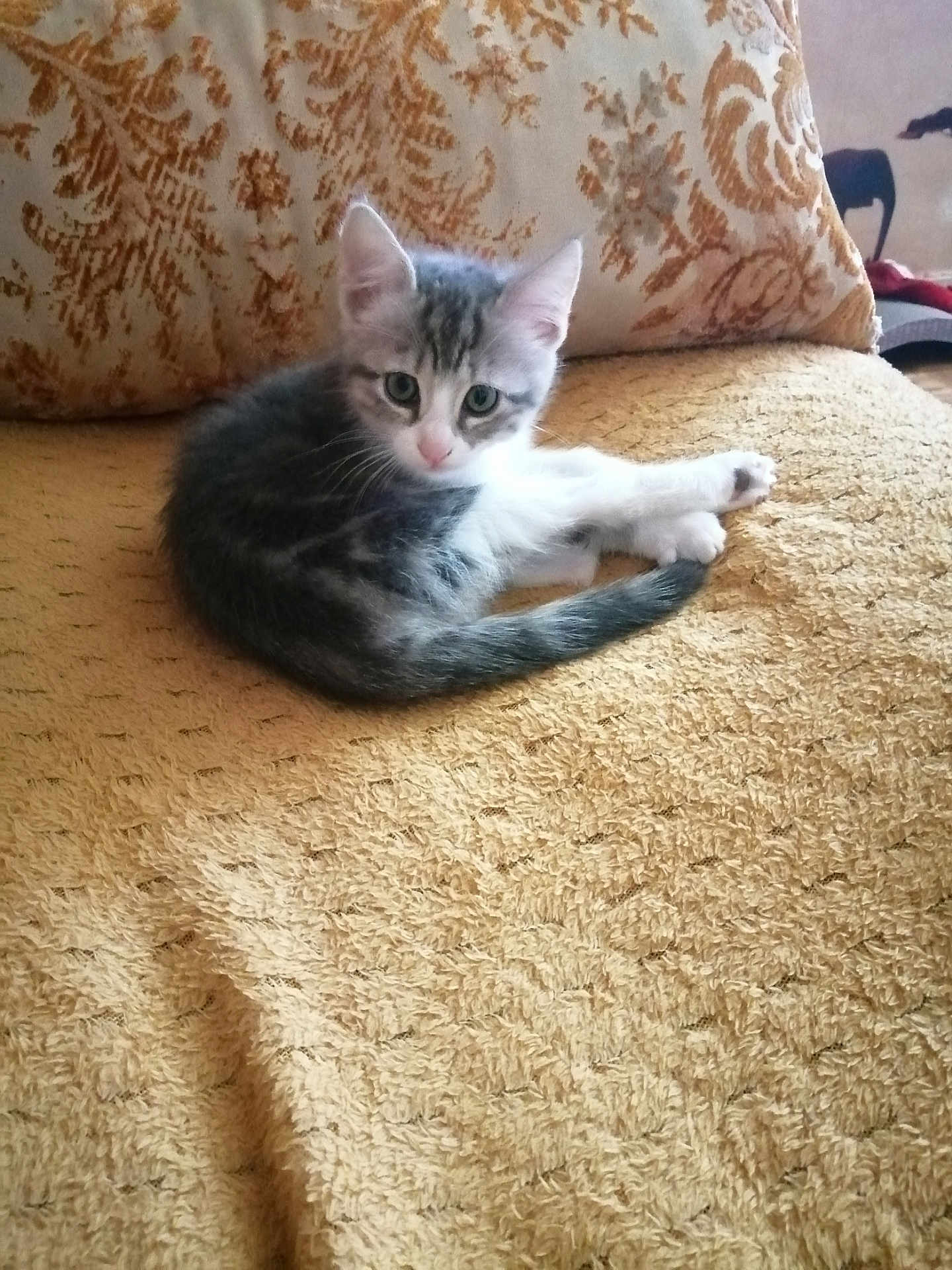 Câline
