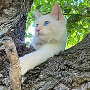 Miklo is registered to the contest to win money with this photo: cat, white_cat, blue_eyes, tree, tree_branch, paw, twig, green_leaves, outdoor, nature, sunlight, animal, pet, fur, close_up, relaxed, wildlife, mammal, cute, daylight