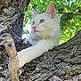 cat, white_cat, blue_eyes, tree, tree_branch, paw, twig, green_leaves, outdoor, nature, sunlight, animal, pet, fur, close_up, relaxed, wildlife, mammal, cute, daylight