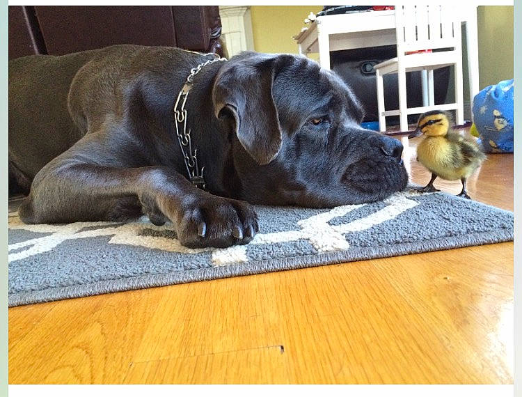 Blu joined the competition — help win amazing prizes! carnivore, collar, comfort, companion_dog, dog, dog_breed, dog_collar, dog_supply, fawn, floor, flooring, hardwood, laminate_flooring, liver, pet_supply, rectangle, snout, wood, wood_stain, working_animal