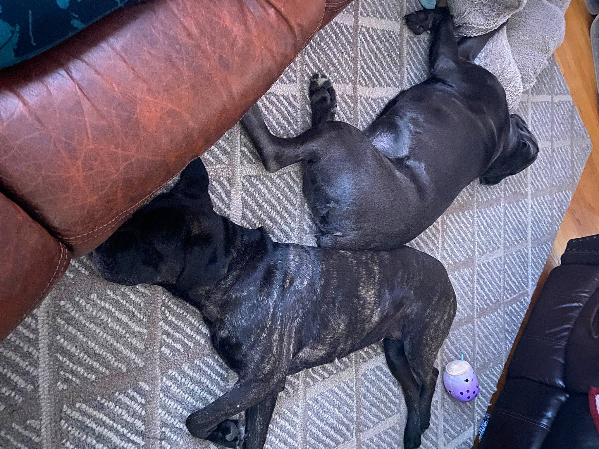 Blu joined the competition — help win amazing prizes! art, canidae, carnivore, comfort, companion_dog, dog, dog_breed, fawn, foot, fur, human_leg, liver, metal, sculpture, snout, sporting_group, statue, tail, terrestrial_animal, working_animal