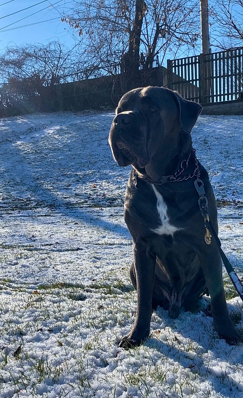 Blu joined the competition — help win amazing prizes! canidae, carnivore, collar, companion_dog, dog, dog_breed, dog_collar, electric_blue, fawn, liver, plant, sky, snout, snow, sporting_group, tail, tree, window, winter, working_dog