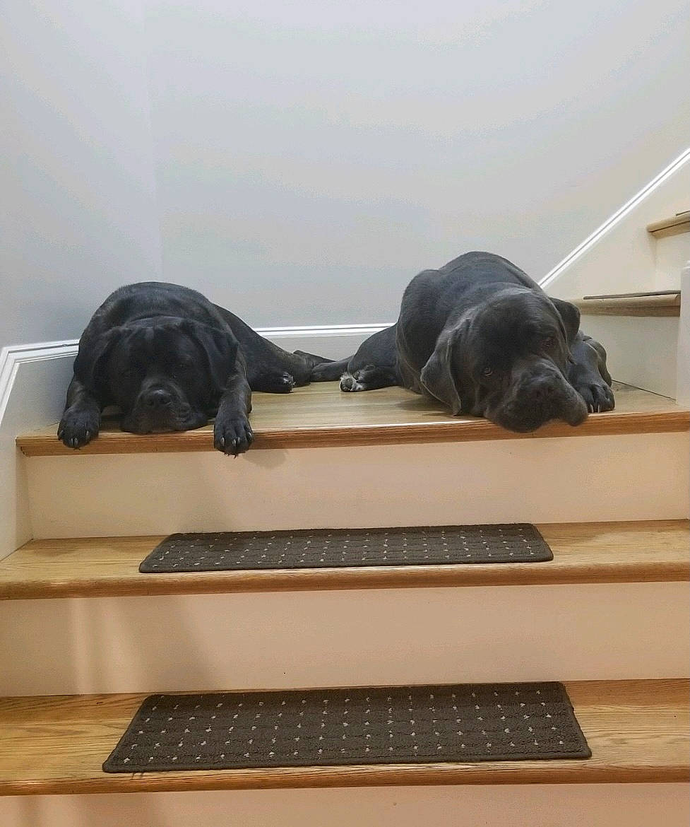 Blu is registered to the contest to win money with this photo: canidae, carnivore, comfort, companion_dog, dog, dog_breed, fawn, floor, flooring, grey, hardwood, laminate_flooring, liver, room, snout, sporting_group, studio_couch, wood, wood_flooring, working_animal