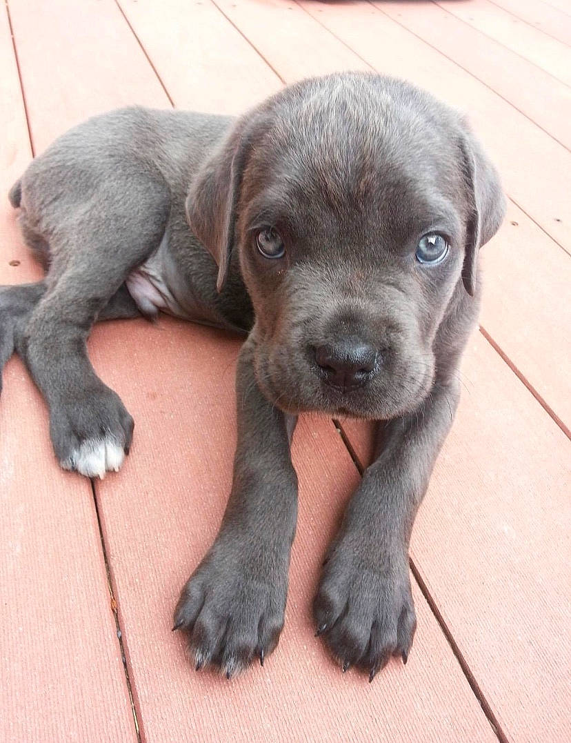 Blu joined the competition — help win amazing prizes! borador, canidae, carnivore, companion_dog, dog, dog_breed, fawn, fur, gun_dog, liver, paw, puppy, snout, sporting_group, terrestrial_animal, whiskers, working_animal