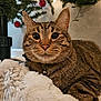 cat, tabby_cat, close_up, fluffy_blanket, christmas_tree, red_ornaments, festive, holiday, cozy, indoor, pet, animal, whiskers, collar, bell, fur, relaxed, cute, decorations, soft_lighting