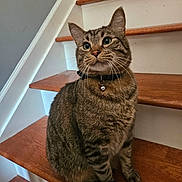 Lando is registered to the contest to win money with this photo: cat, tabby, stairs, wooden_stairs, indoor, pet, collar, bell, whiskers, fur, animal, cute, sitting, alert, ears, paws, domestic_cat, feline, house, curious