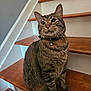 cat, tabby, stairs, wooden_stairs, indoor, pet, collar, bell, whiskers, fur, animal, cute, sitting, alert, ears, paws, domestic_cat, feline, house, curious