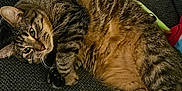 Lando joined the competition — help win amazing prizes! cat, tabby, feline, pet, relaxed, lying_down, indoor, couch, fur, whiskers, paws, sleepy, cozy, domestic_animal, mammal, resting, closeup, texture, soft, striped