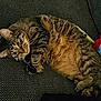cat, tabby, feline, pet, relaxed, lying_down, indoor, couch, fur, whiskers, paws, sleepy, cozy, domestic_animal, mammal, resting, closeup, texture, soft, striped