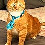 cat, orange_tabby, tie, bed, indoor, pet, feline, animal, cozy, fur, whiskers, cute, domestic_cat, sitting, collar, pattern, blue, heart, portrait, closeup