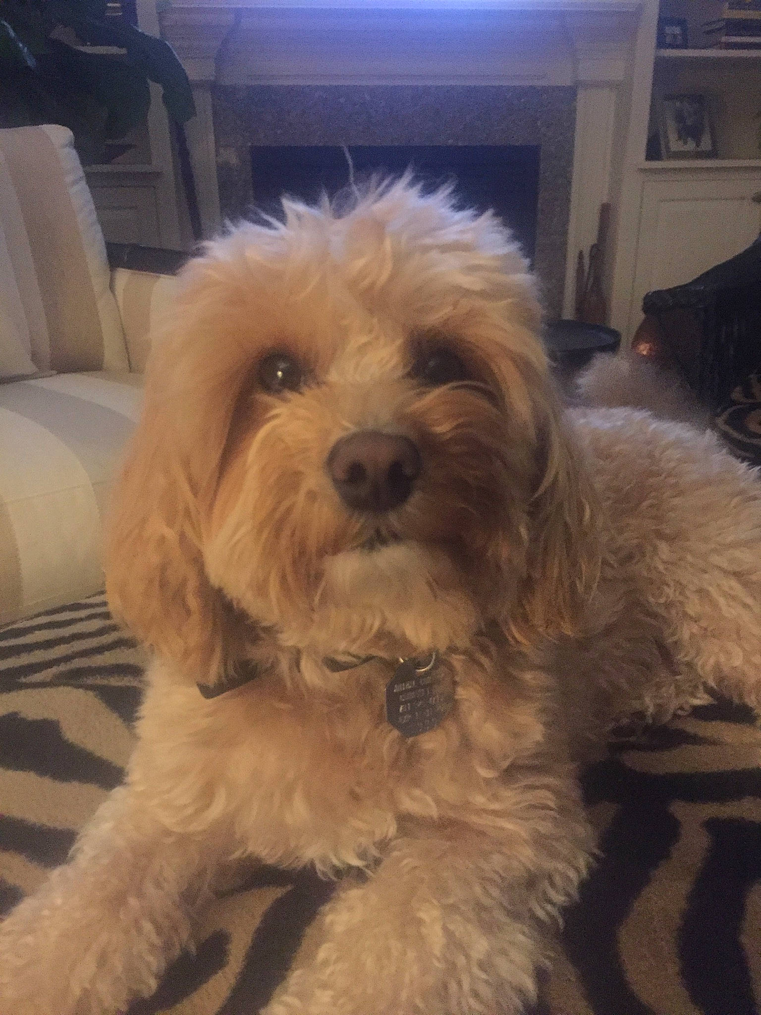 Cisco