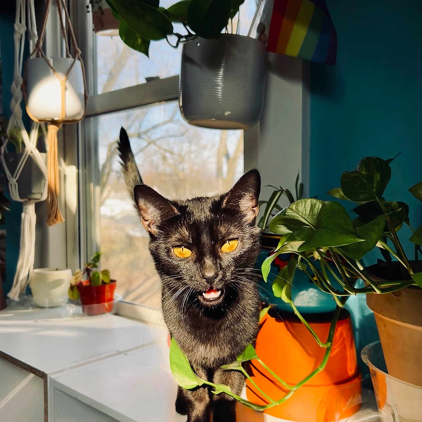 Karma joined the competition — help win amazing prizes! animal, candle, cat, cookware, cup, flower, flowerarrangement, jar, kitten, lamp, leaf, pet, plant, planter, pot, pottedplant, pottery, vase, window, windowsill