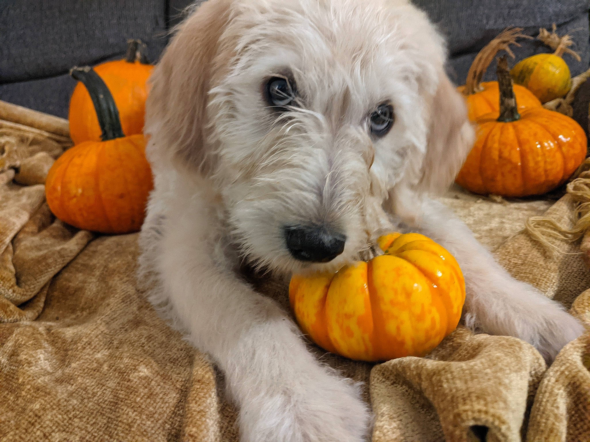 Calvin joined the competition — help win amazing prizes! calabaza, carnivore, companion_dog, cucurbita, dog, dog_breed, fur, gourd, natural_foods, plant, pumpkin, snout, squash, terrier, toy_dog, vegetable, vertebrate, winter_squash, wood, working_animal