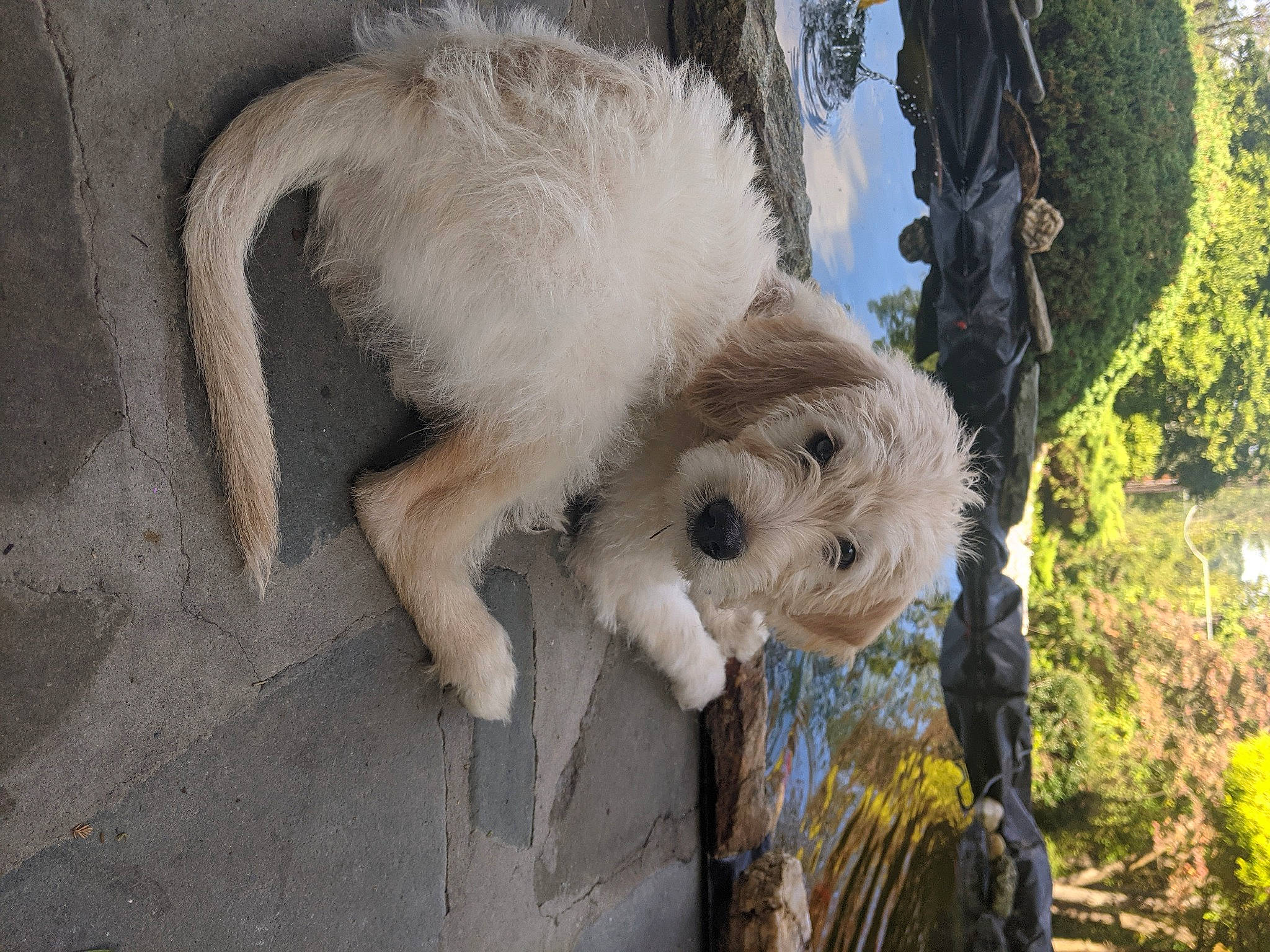 Calvin joined the competition — help win amazing prizes! canidae, carnivore, companion_dog, dog, dog_breed, fawn, fur, goats, grass, non_sporting_group, plant, sky, sporting_group, tail, terrier, toy_dog, tree, trunk, wood, working_animal