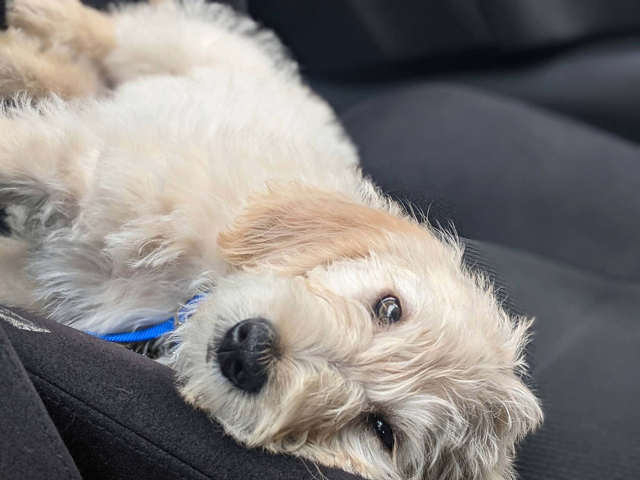 Calvin joined the competition — help win amazing prizes! canidae, carnivore, close_up, cockapoo, companion_dog, dog, dog_breed, fur, goldendoodle, labradoodle, paw, puppy, puppy_love, small_terrier, snout, sporting_group, terrier, toy_dog, whiskers, working_animal