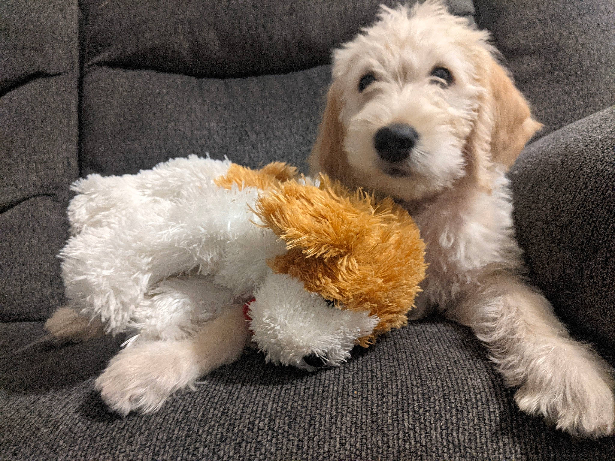 Calvin is registered to the contest to win money with this photo: canidae, carnivore, companion_dog, corn_on_the_cob, dog, dog_breed, dog_collar, dog_supply, fur, glasses, labradoodle, small_terrier, snout, sporting_group, sunglasses, tail, terrier, toy_dog, water_dog, working_animal