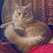 Kitsune a rejoint le concours — aidez-le/la à gagner de superbes lots ! cat, orange_cat, feline, long_haired, fluffy_tail, whiskers, ears, eyes, paw, sitting, couch, blanket, patterned_textile, indoor, portrait, relaxed, fur, domestic_animal, pet, home