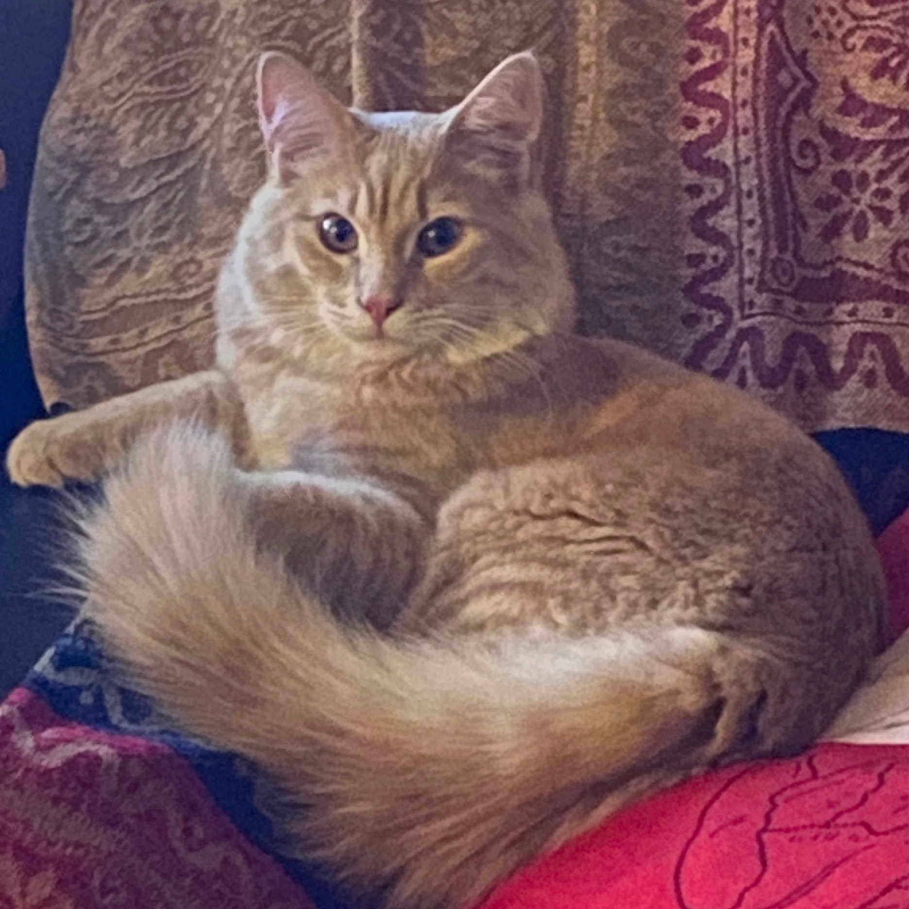 Kitsune