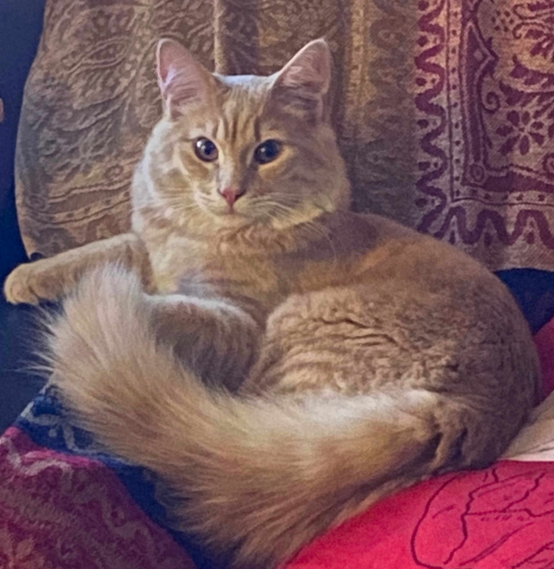 Kitsune a rejoint le concours — aidez-le/la à gagner de superbes lots ! cat, orange_cat, feline, long_haired, fluffy_tail, whiskers, ears, eyes, paw, sitting, couch, blanket, patterned_textile, indoor, portrait, relaxed, fur, domestic_animal, pet, home