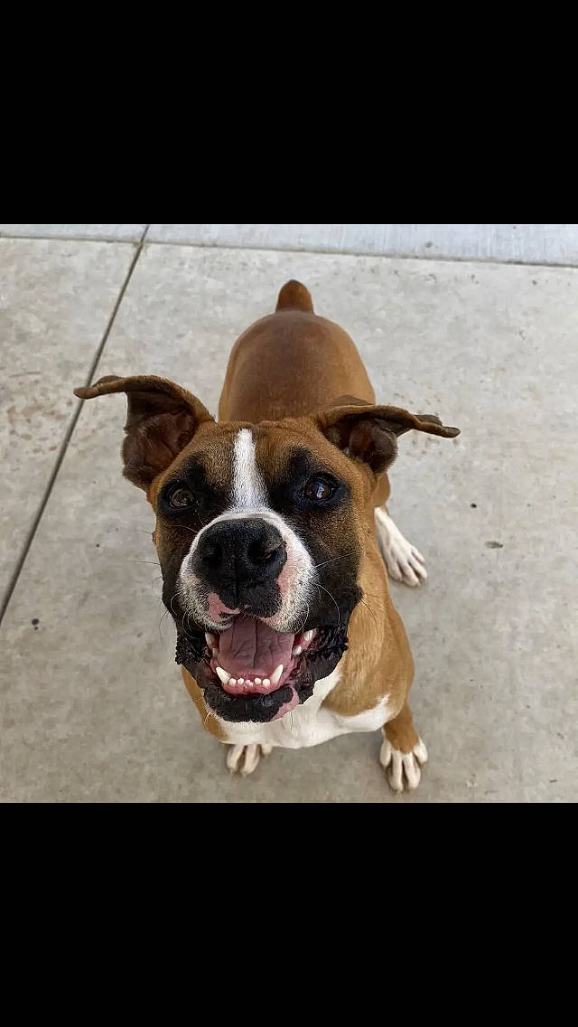 Pepper is registered to the contest to win money with this photo: ancient_dog_breeds, bulldog, canidae, carnivore, collar, companion_dog, dog, dog_breed, dog_collar, dog_supply, fawn, leash, non_sporting_group, paw, pet_supply, snout, sporting_group, whiskers, working_animal, working_dog