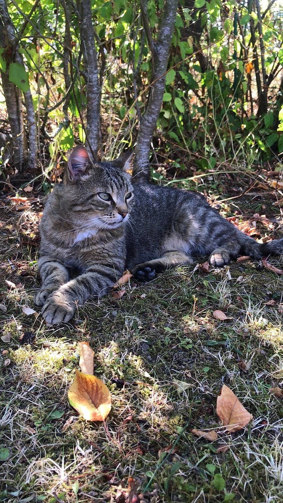 Claude participe au concours pour gagner de l'argent avec cette photo : carnivore, cat, domestic_short_haired_cat, european_shorthair, fawn, felidae, fur, german_rex, grass, kitten, plant, small_to_medium_sized_cats, tabby_cat, tail, tree, whiskers, wild_cat