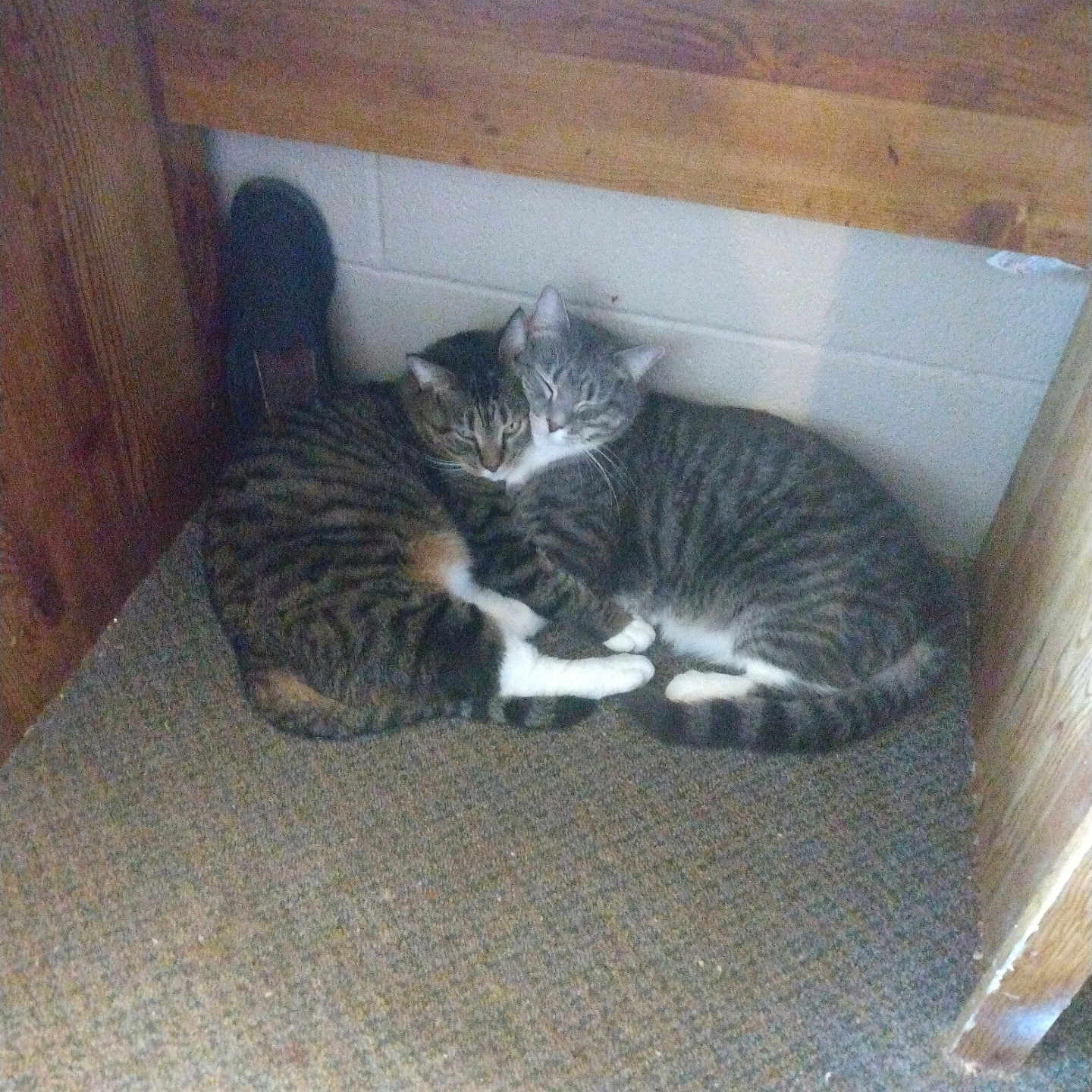 Buttons And Peppi joined the competition — help win amazing prizes! animal, carpet, cat, companionship, cozy, cute, domestic, feline, friendship, fur, indoor, paws, pets, resting, sleepy, snuggling, tabby, two_cats, whiskers, wooden_desk