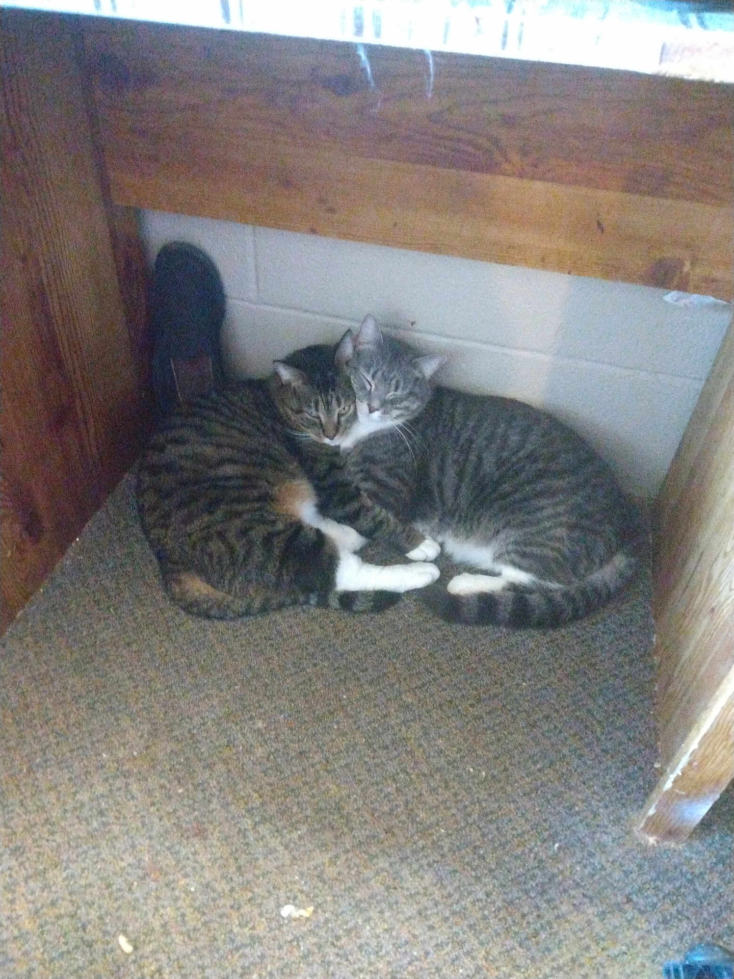 Buttons And Peppi joined the competition — help win amazing prizes! animal, carpet, cat, companionship, cozy, cute, domestic, feline, friendship, fur, indoor, paws, pets, resting, sleepy, snuggling, tabby, two_cats, whiskers, wooden_desk