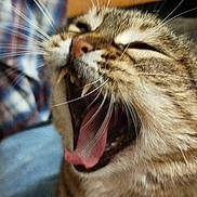 Salsa participe au concours pour gagner de l'argent avec cette photo : animal, cat, close_up, cozy, cute, domestic_cat, fabric, face, fur, indoor, mouth_open, pet, plaid, shirt, sleepy, tabby, teeth, tongue, whiskers, yawn