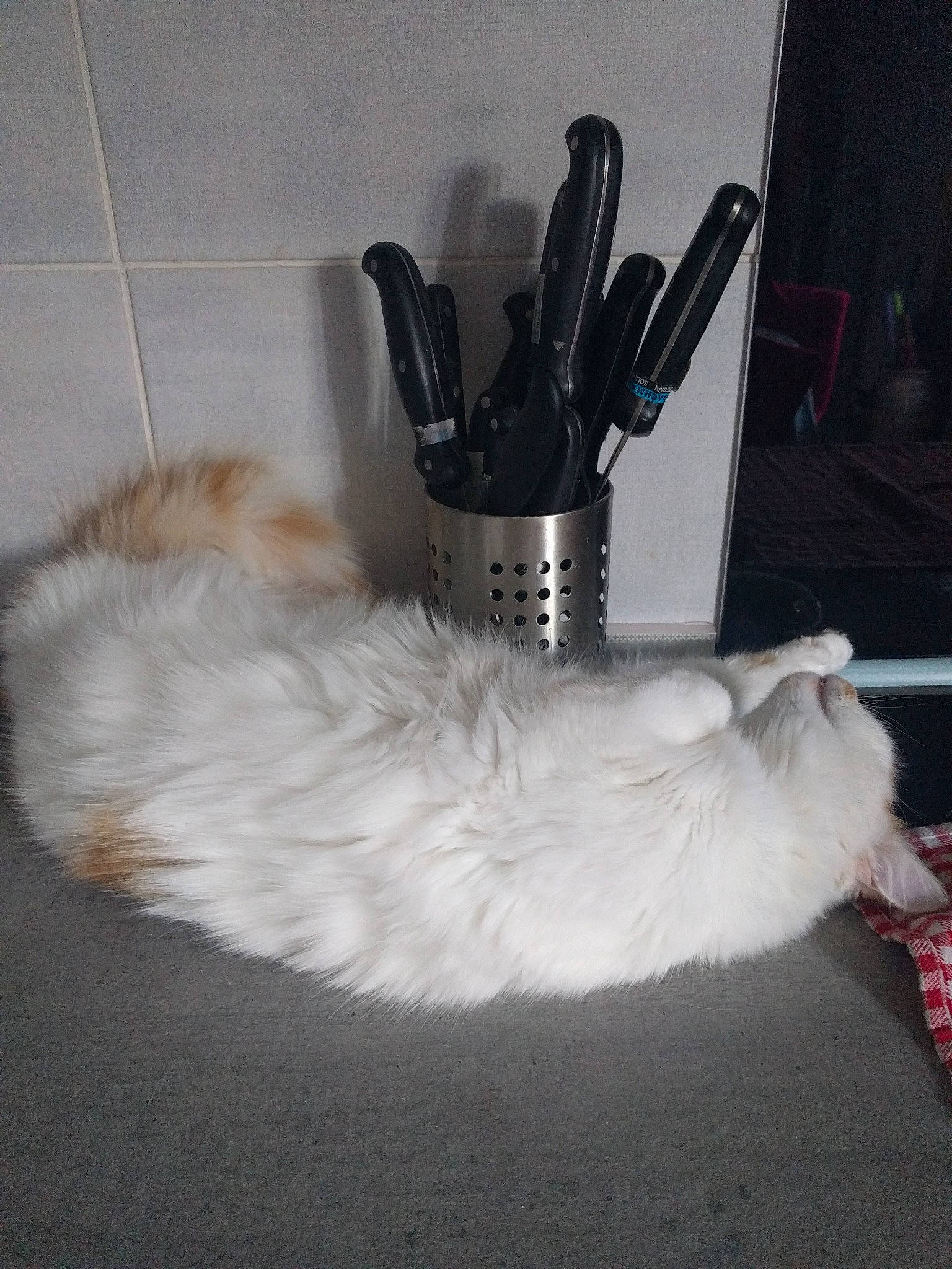 Fantôme participe au concours pour gagner de l'argent avec cette photo : canidae, carnivore, cat, claw, comfort, companion_dog, dog_breed, fashion_accessory, felidae, foot, fur, gas, gesture, glove, grey, paw, small_to_medium_sized_cats, sporting_group, tail, whiskers