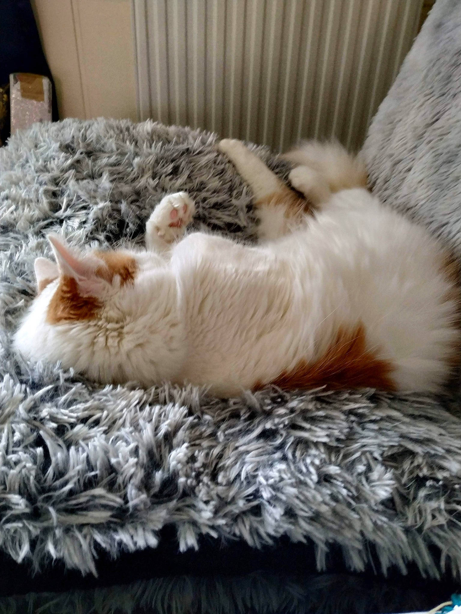 Fantôme a rejoint le concours — aidez-le/la à gagner de superbes lots ! bed, carnivore, cat, claw, comfort, companion_dog, couch, domestic_short_haired_cat, fawn, felidae, flooring, fur, grey, linens, paw, small_to_medium_sized_cats, snout, tail, whiskers, wood