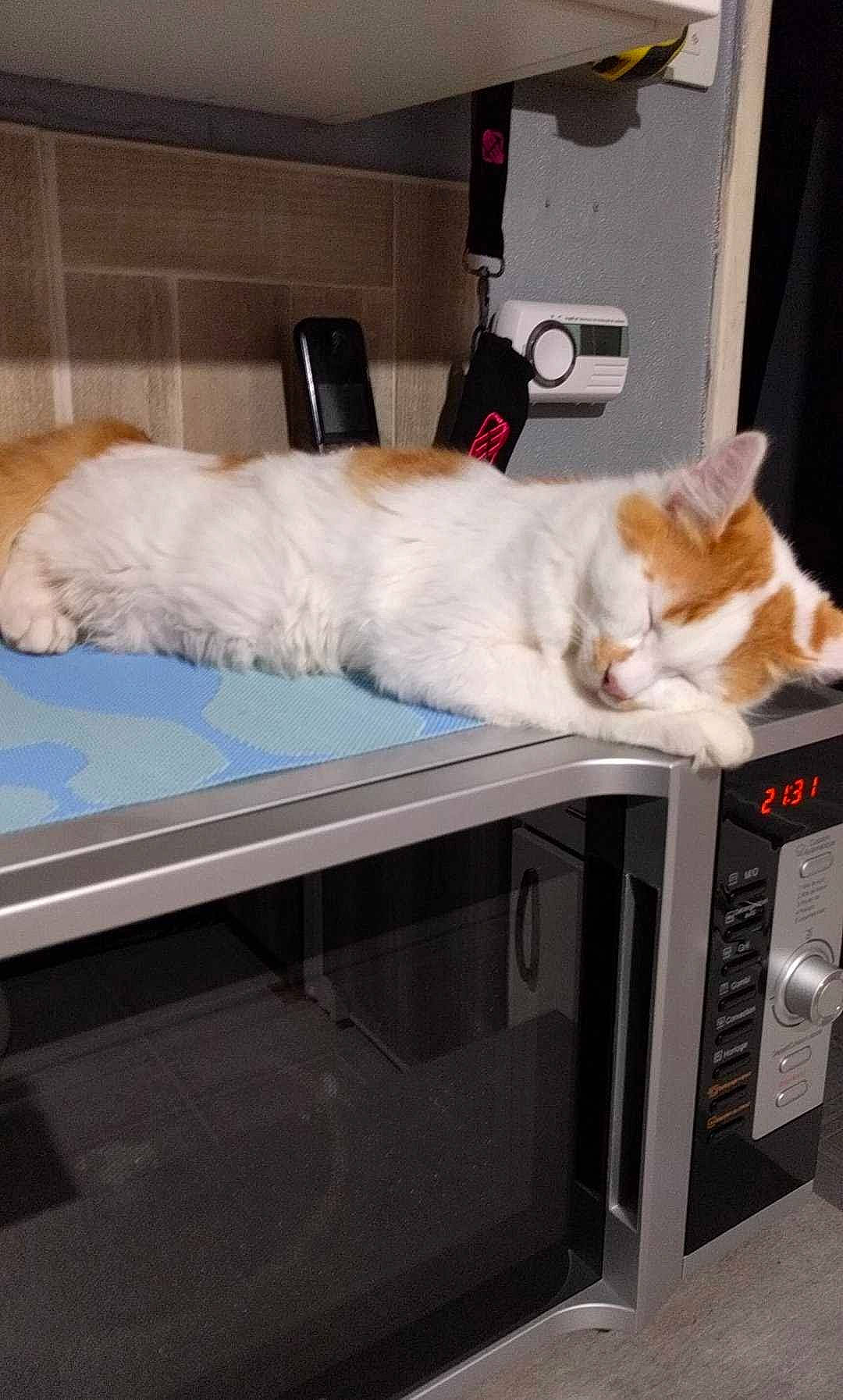 Fantôme a rejoint le concours — aidez-le/la à gagner de superbes lots ! box, cardboard, carnivore, cat, comfort, domestic_short_haired_cat, felidae, flooring, fur, hardwood, home_appliance, linens, paw, room, service, small_to_medium_sized_cats, tail, whiskers, wood