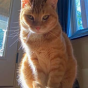 Buffy is registered to the contest to win money with this photo: cat, orange_tabby, sunlight, indoor, window, door, floor, pet, animal, sitting, fur, whiskers, tail, domestic_cat, sunbeam, home, cozy, relaxed, portrait, cute
