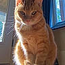 cat, orange_tabby, sunlight, indoor, window, door, floor, pet, animal, sitting, fur, whiskers, tail, domestic_cat, sunbeam, home, cozy, relaxed, portrait, cute