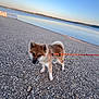 animal, brown_dog, calm, curled_tail, daytime, dog, fur, lake, landscape, leash, nature, outdoor, pet, quiet, rocky_shore, sky, small_dog, sunlight, walking, water