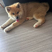 Ai Go participe au concours pour gagner de l'argent avec cette photo : adorable, animal, canine, cute, dog, ears, floor, fur, furniture, home, indoor, lying, paw, pet, puppy, relaxed, resting, smiling, tongue, young