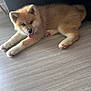 adorable, animal, canine, cute, dog, ears, floor, fur, furniture, home, indoor, lying, paw, pet, puppy, relaxed, resting, smiling, tongue, young
