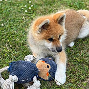Ai Go a rejoint le concours — aidez-le/la à gagner de superbes lots ! puppy, dog, grass, toy, plush_toy, outdoor, pet, young_dog, animal, nature, playful, cute, fur, canine, greenery, grass_field, summer, small_dog, adorable, laying_down