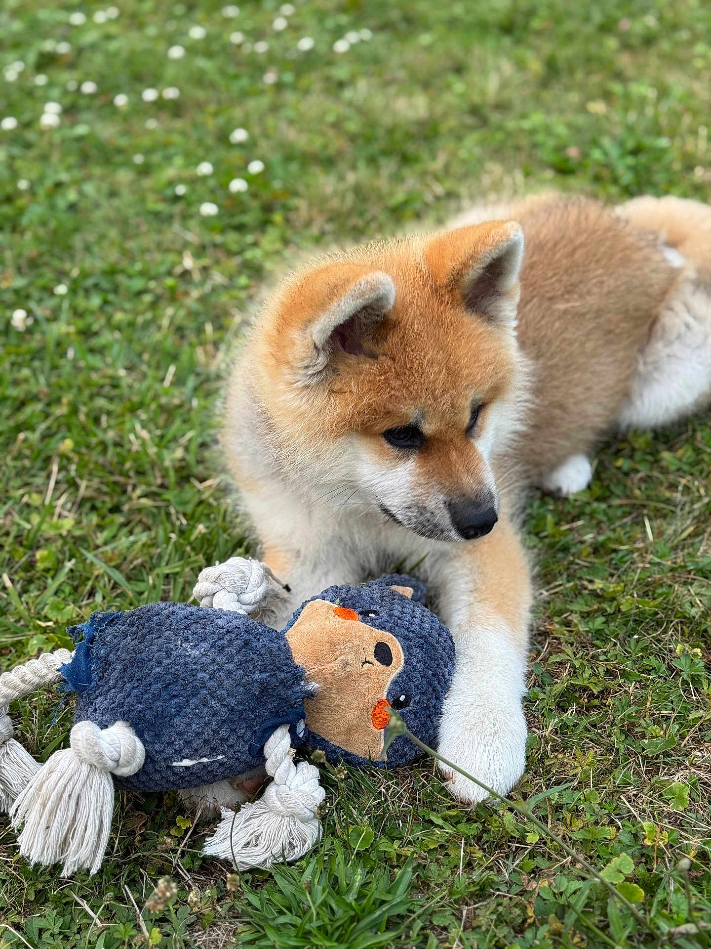 Ai Go a rejoint le concours — aidez-le/la à gagner de superbes lots ! puppy, dog, grass, toy, plush_toy, outdoor, pet, young_dog, animal, nature, playful, cute, fur, canine, greenery, grass_field, summer, small_dog, adorable, laying_down